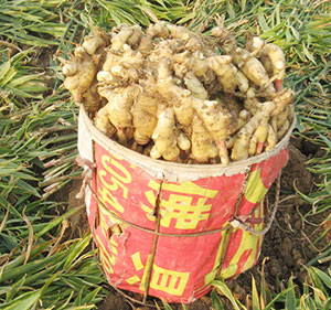 有機(jī)大姜